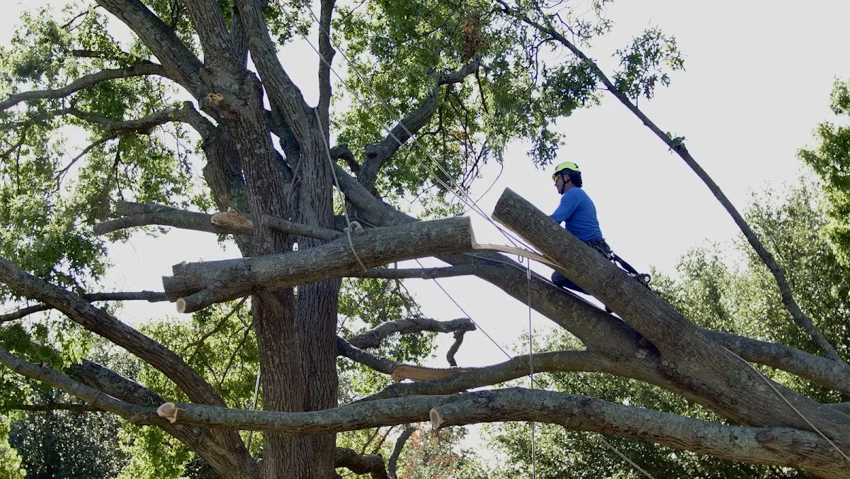 Professional Hazardous Tree Removal performed by certified arborists in Floyd